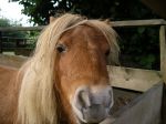 Paard Babs.JPG